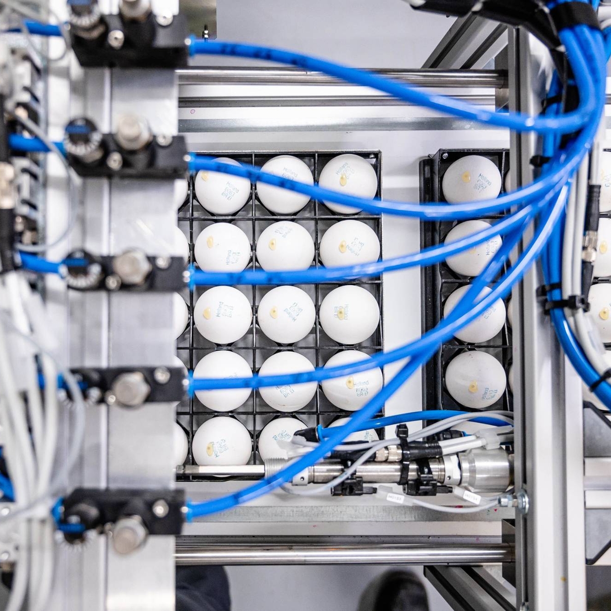 repetitive machine production for in-egg sex determination.