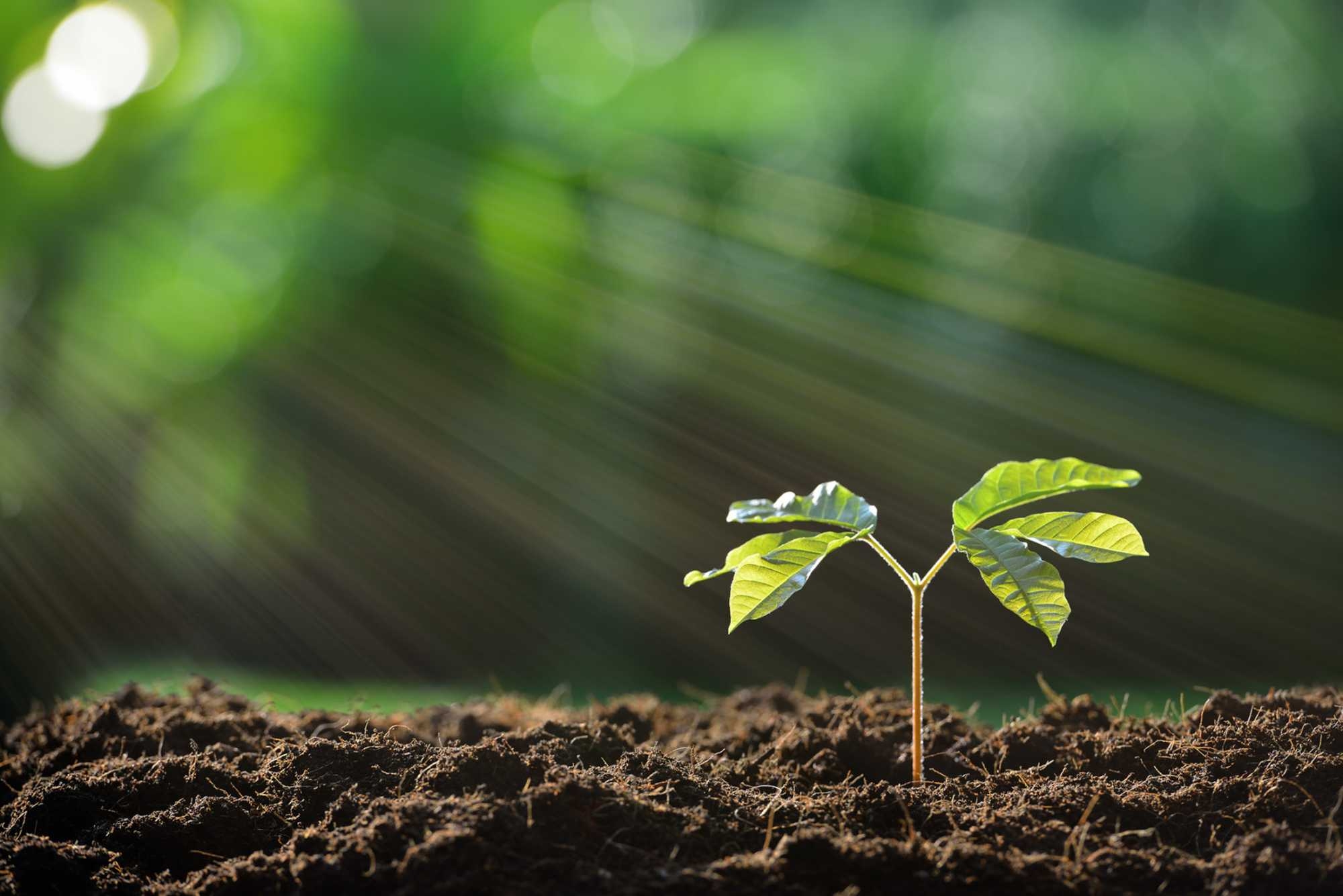 sprout_sun ray_ creating_shared_value